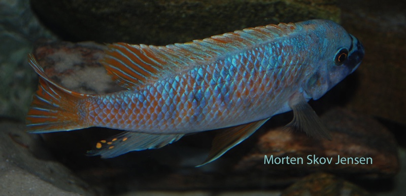 Labeotropheus fuelleborni 'Chiwi Rocks'